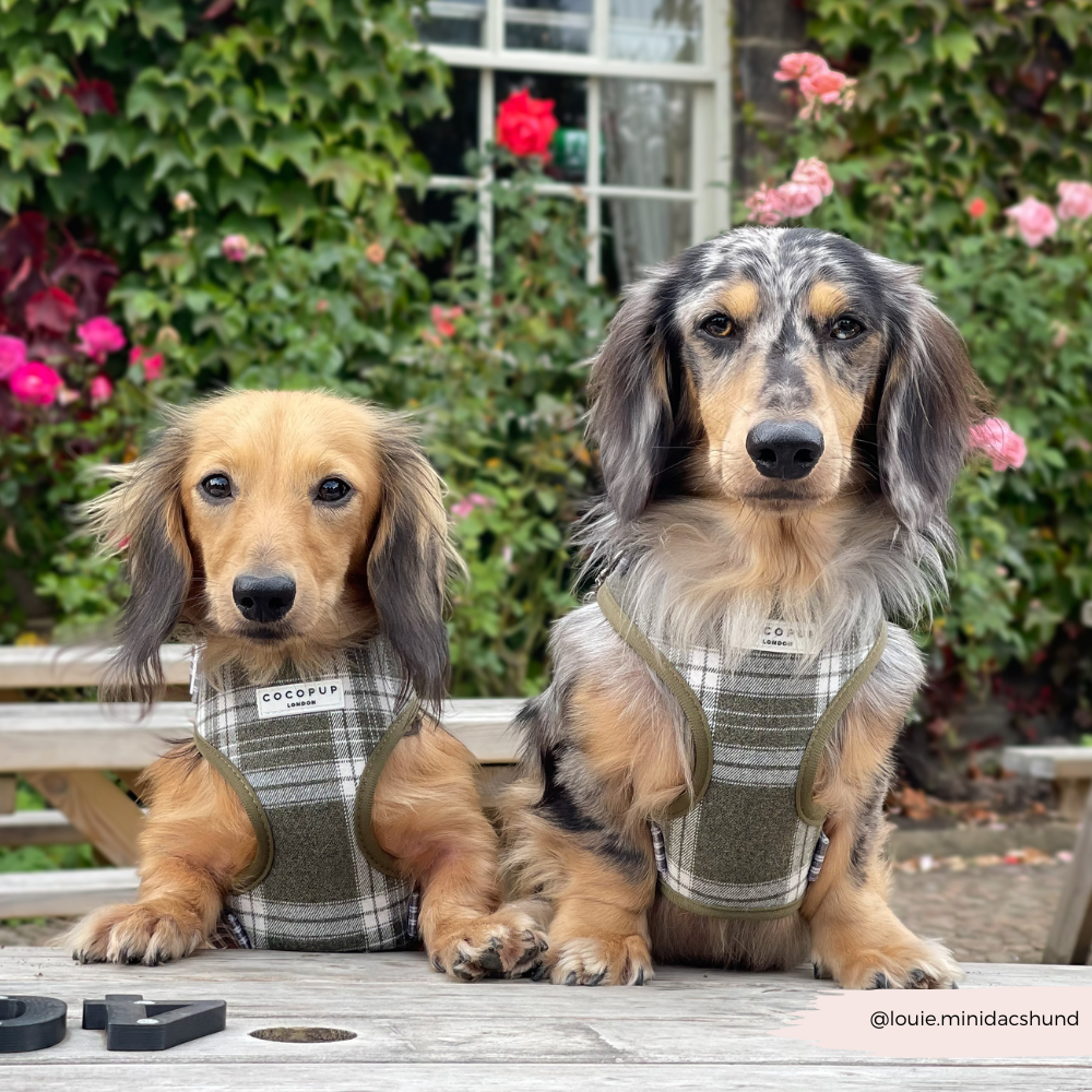 Olijfgroene Plaid Harnas - Cocopup London