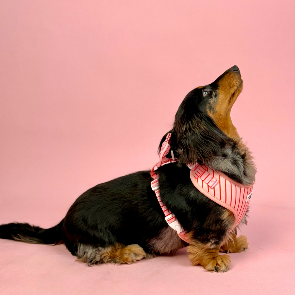 Candy Stripe Harnas – Harnas van Cocopup London | Hondenboetiek (afbeelding 5)