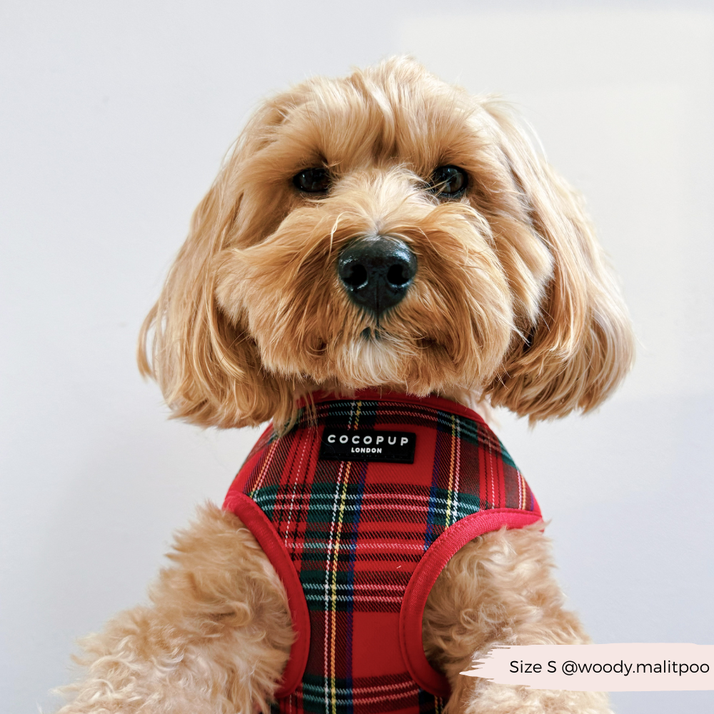 Tartan Rood Harnas - Cocopup London