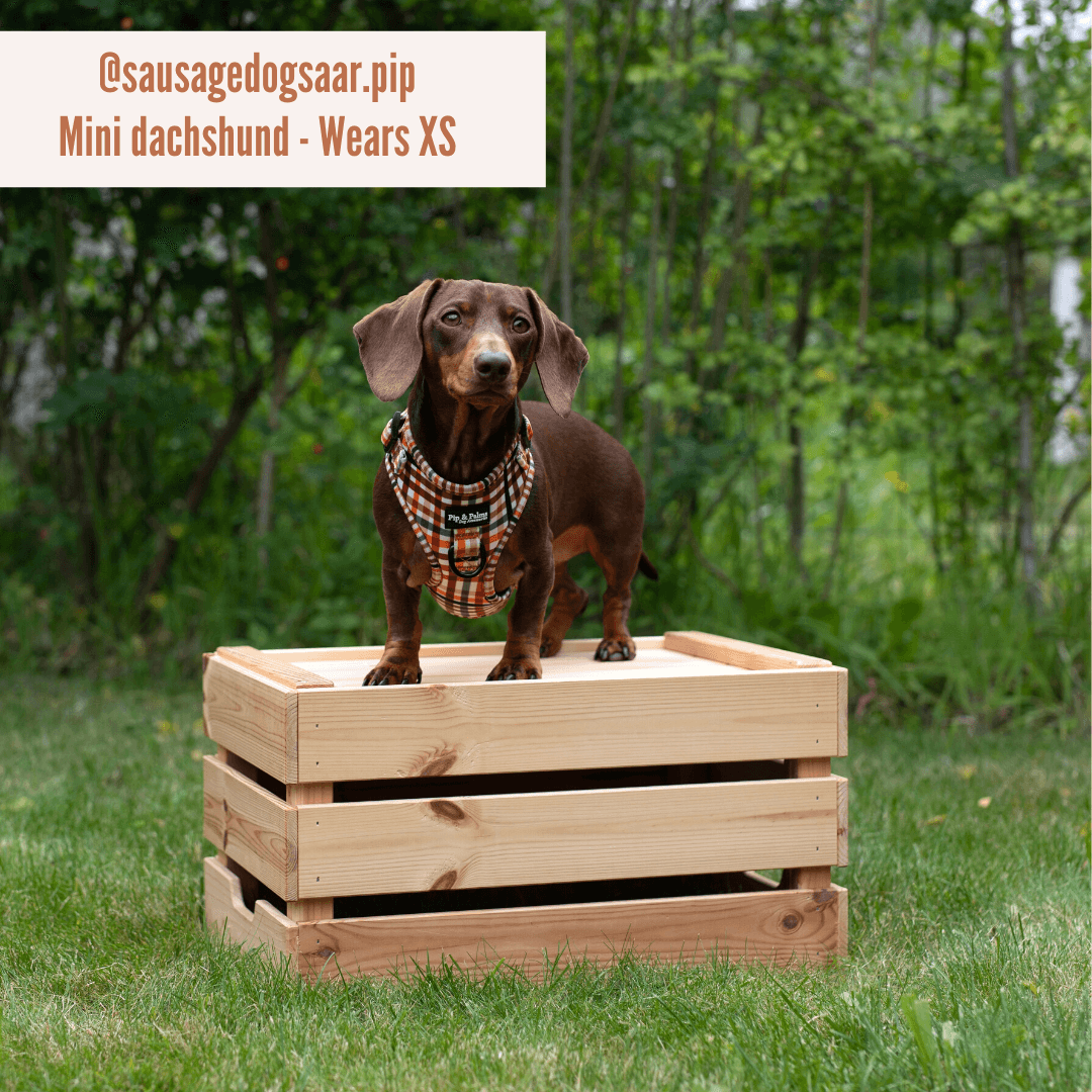 Pip and Palms - Honden Harnas Cheeky Checks