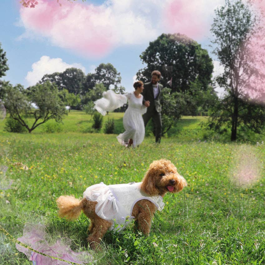 Ceremony hondenharnas - Bruid