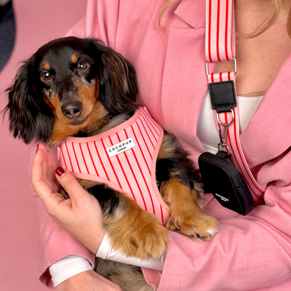 Candy Stripe Harnas – Harnas van Cocopup London | Hondenboetiek (afbeelding 9)