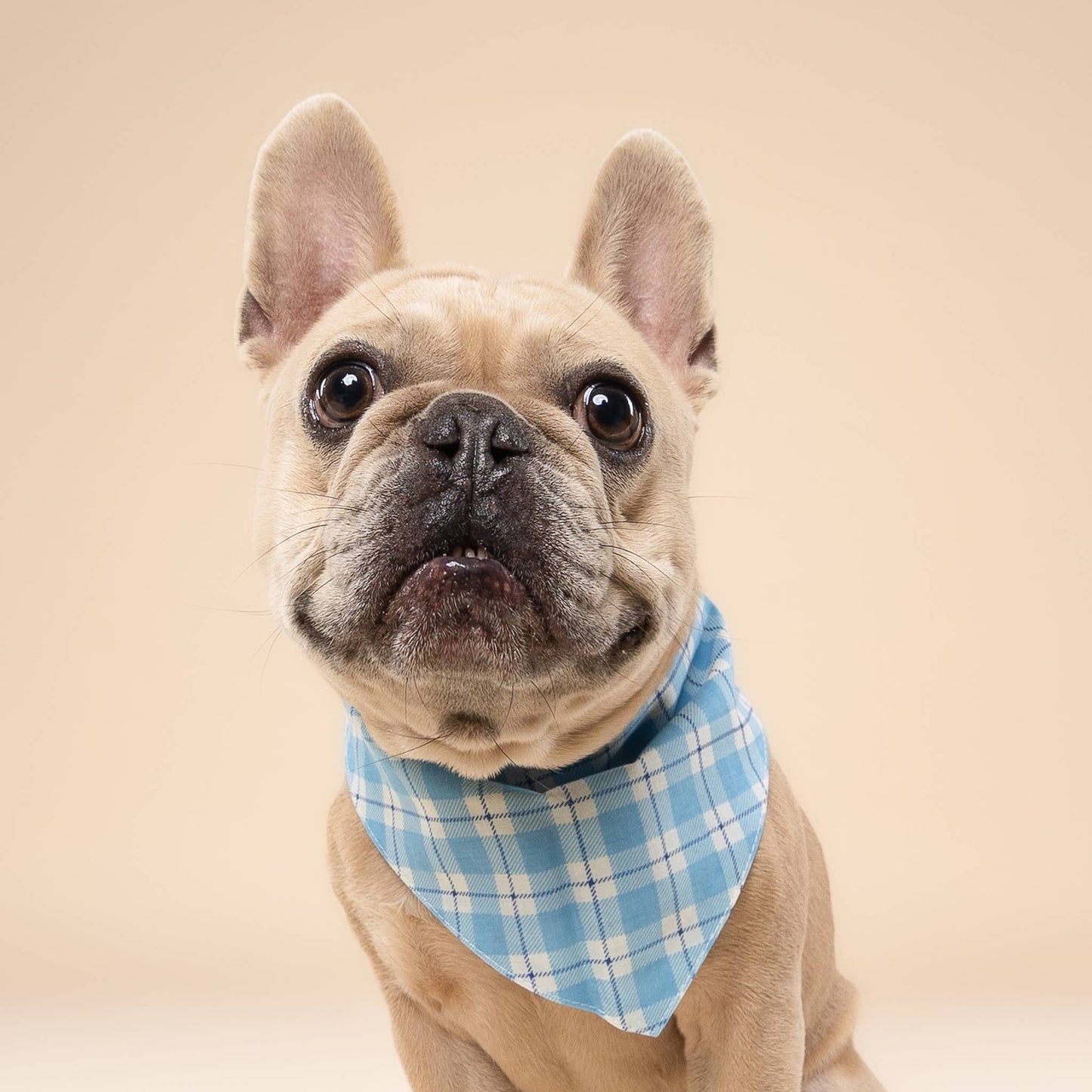 Bobbie Hondenbandana