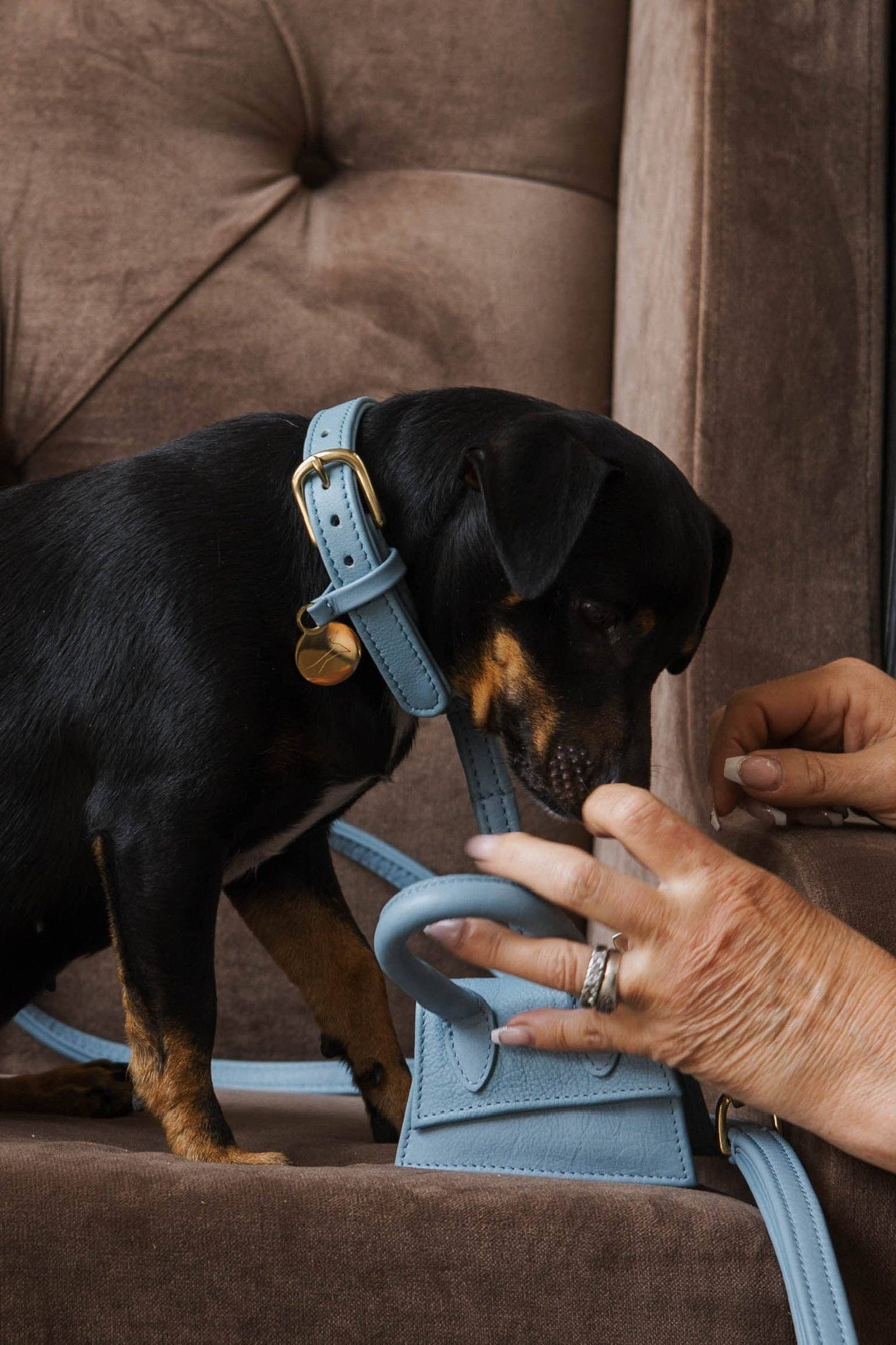 The Dog Musthaves - The Dog Musthaves designer beloningstasje voor hondenkoekjes en poepzakdispenser - lichtblauw