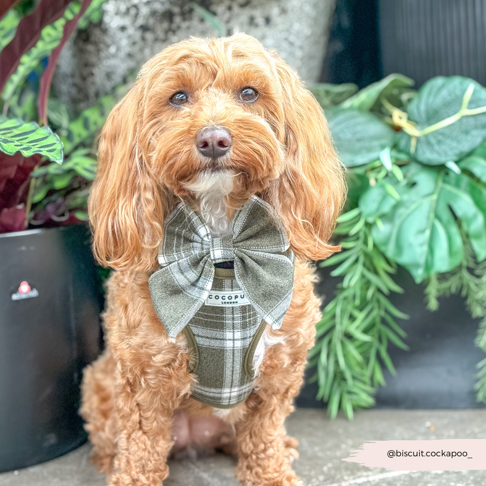 Olijfgroene Plaid Harnas - Cocopup London