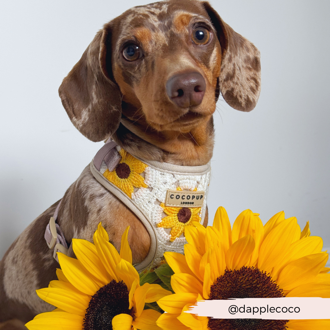 Sunflower Patch Harnas - Cocopup London