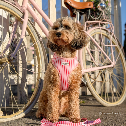 Candy Stripe Harnas – Harnas van Cocopup London | Hondenboetiek (afbeelding 7)