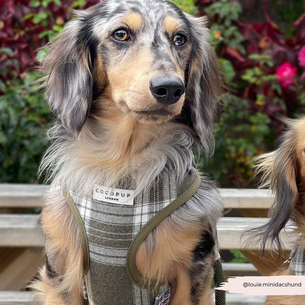 Olijfgroene Plaid Harnas - Cocopup London