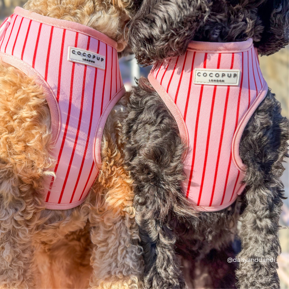 Candy Stripe Harnas – Harnas van Cocopup London | Hondenboetiek (afbeelding 6)