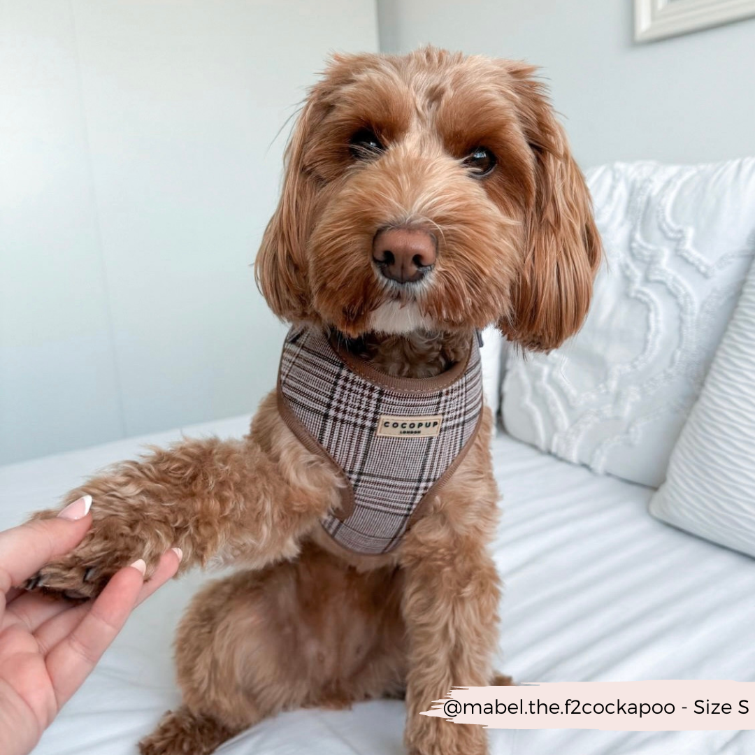 Harnas Pup Plaid - Cocopup London