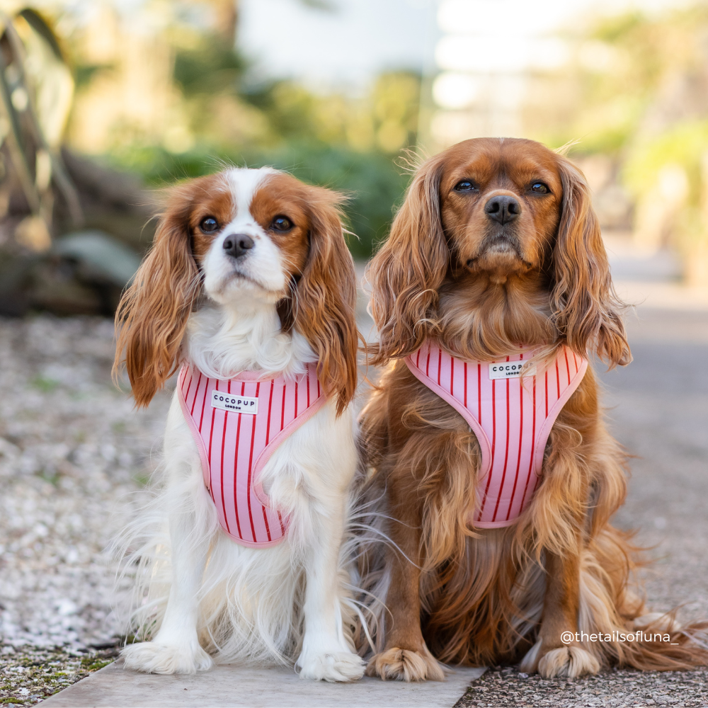 Candy Stripe Harnas – Harnas van Cocopup London | Hondenboetiek (afbeelding 10)
