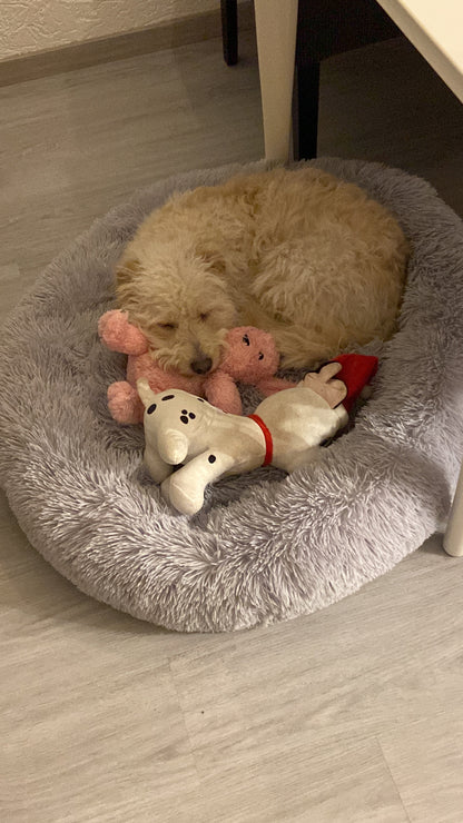 Hond met Cozy Dog Bunny hartslag knuffel