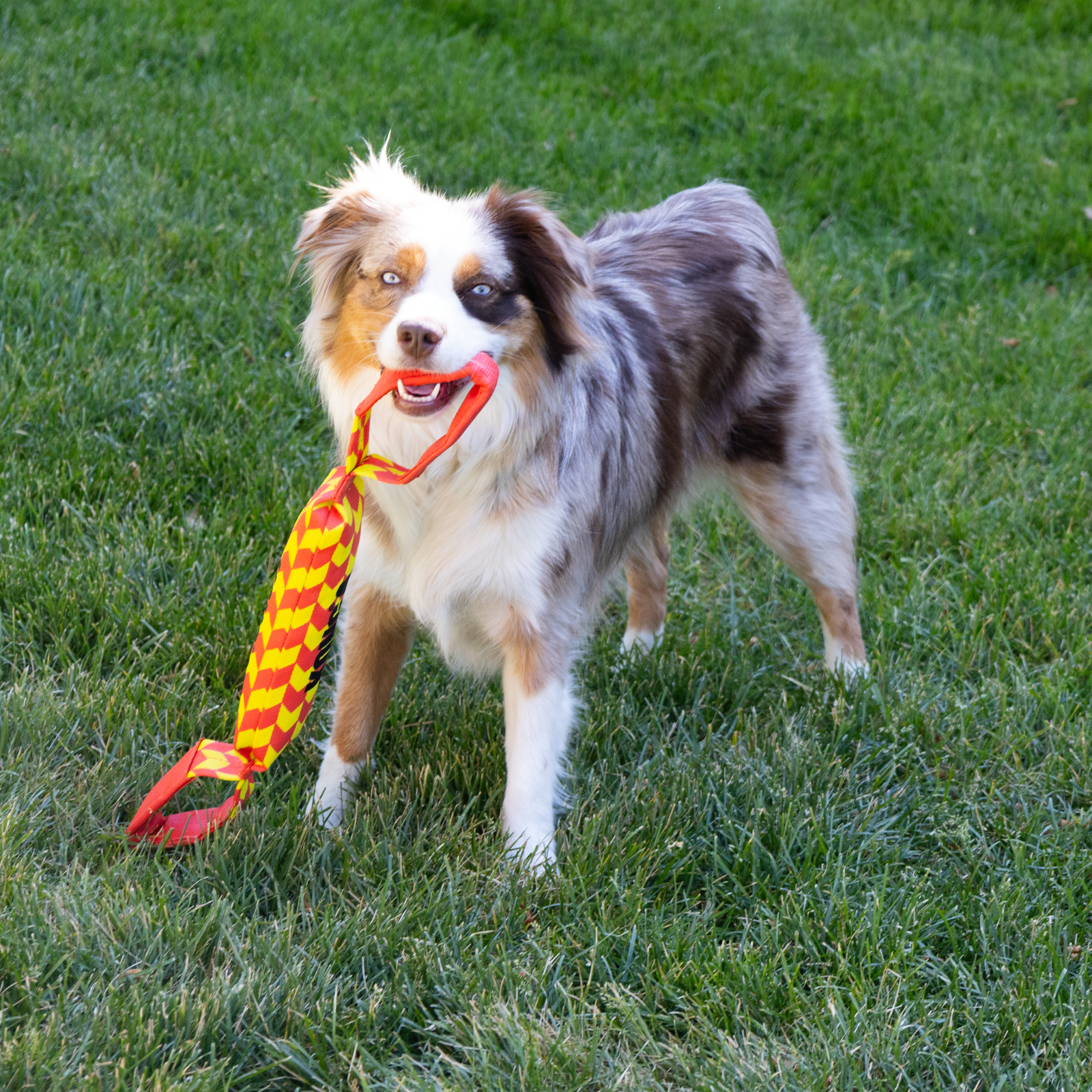 KONG Maxx Tug Large trekkoord hond beide kanten