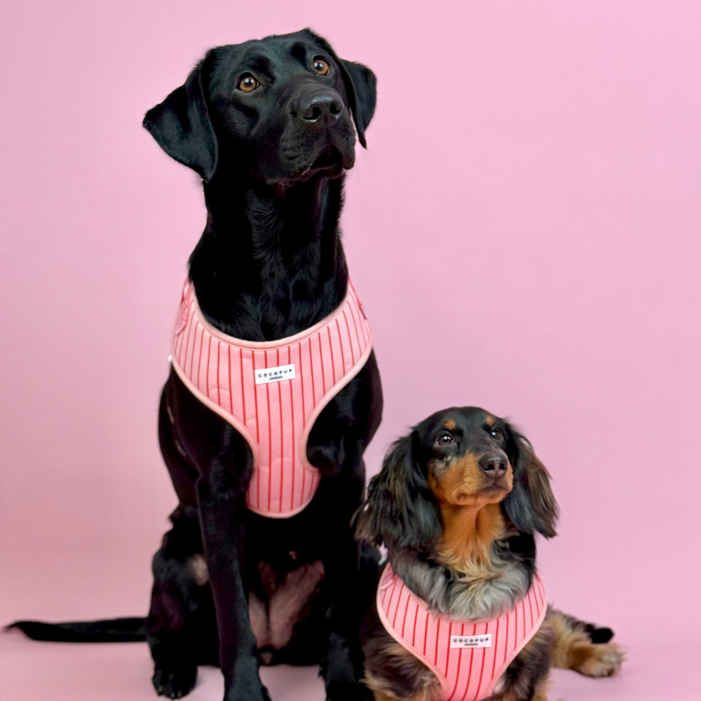 Candy Stripe Harnas – Harnas van Cocopup London | Hondenboetiek (afbeelding 4)