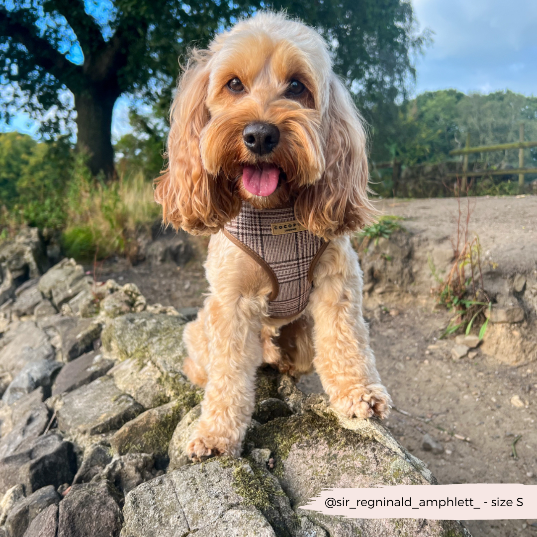 Harnas Pup Plaid - Cocopup London