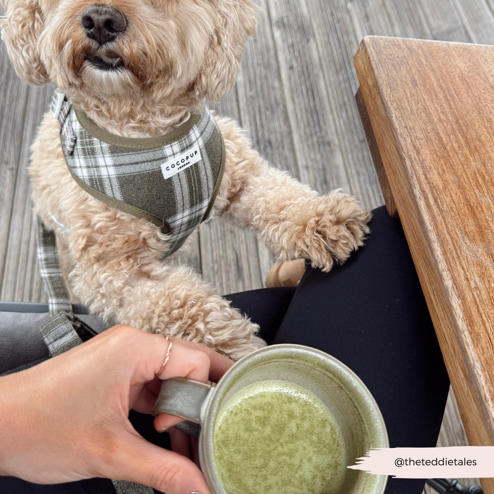 Olijfgroene Plaid Harnas - Cocopup London