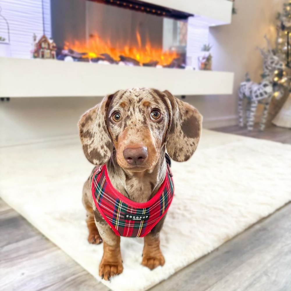 Tartan Rood Harnas - Cocopup London