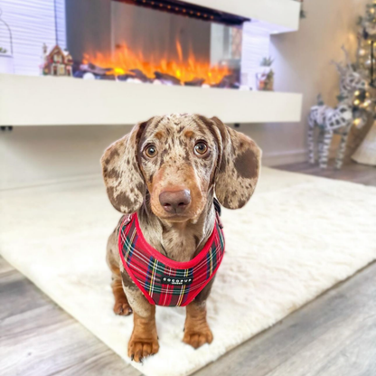 Tartan Rood Harnas - Cocopup London