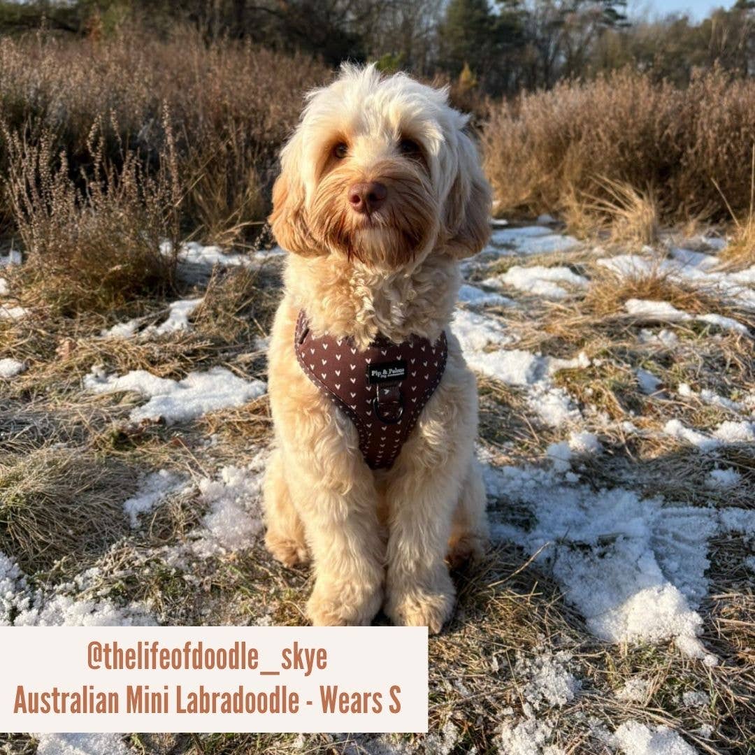 Harnas Choco Loco Love