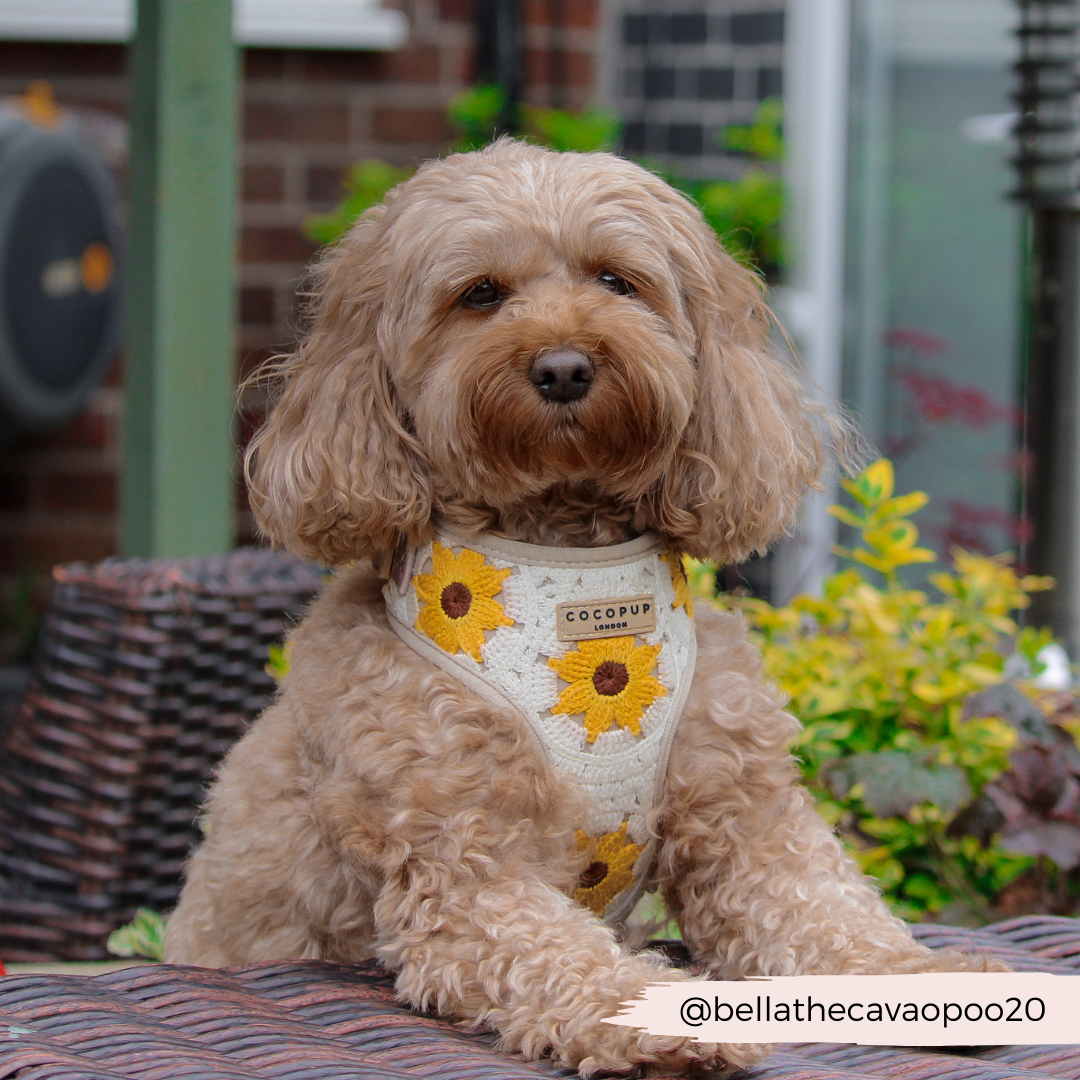 Sunflower Patch Harnas - Cocopup London