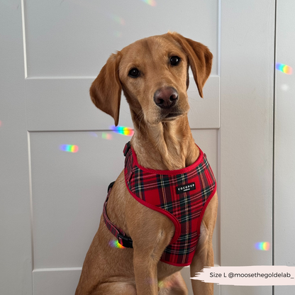 Tartan Rood Harnas - Cocopup London