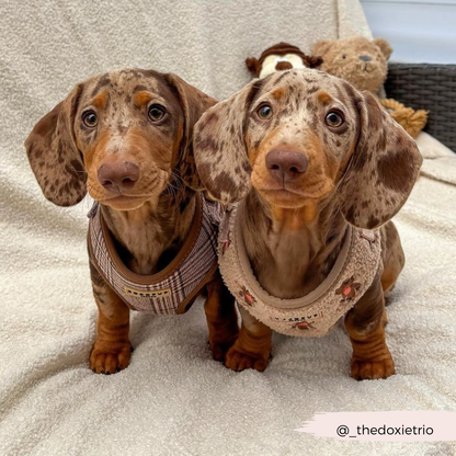 Harnas Pup Plaid - Cocopup London