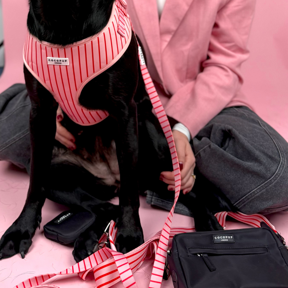 Candy Stripe Leiband – Leiband van Cocopup London | Hondenboetiek (afbeelding 3)
