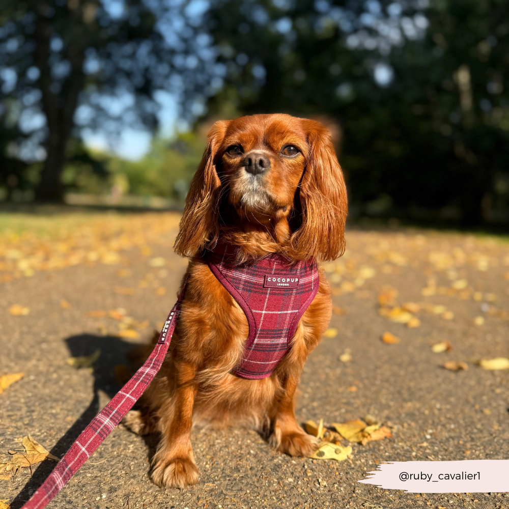Mulberry geruite leiband - Cocopup London – Leiband van Cocopup London | Hondenboetiek (afbeelding 3)