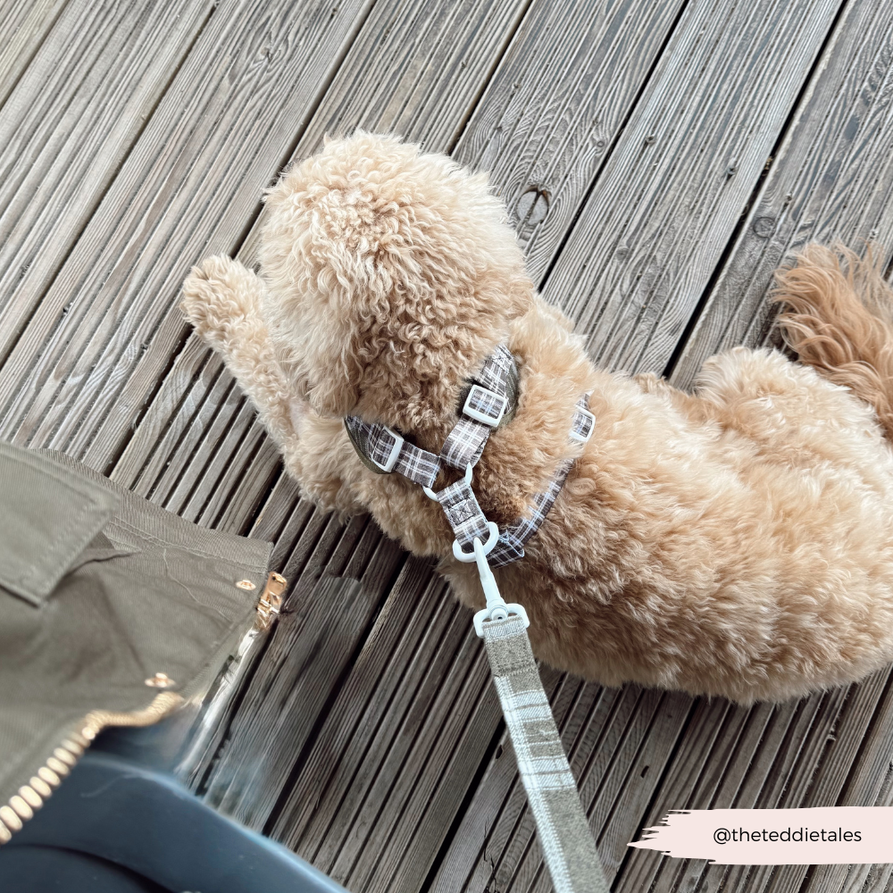 Olijfkleurige Check Lead – Leiband van Cocopup London | Hondenboetiek (afbeelding 2)