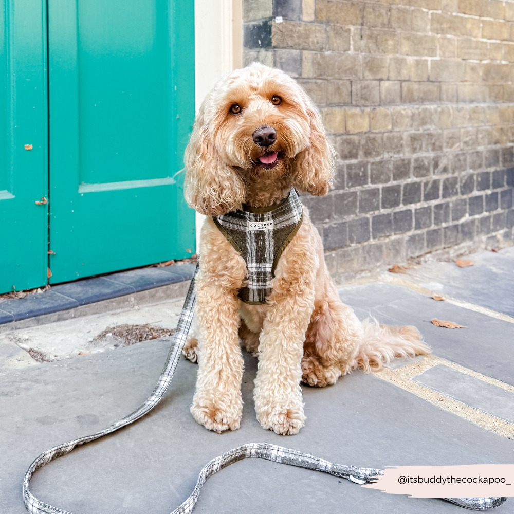 Olijfkleurige Check Lead – Leiband van Cocopup London | Hondenboetiek (afbeelding 3)