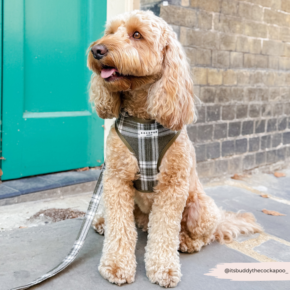 Olijfkleurige Check Lead – Leiband van Cocopup London | Hondenboetiek (afbeelding 5)