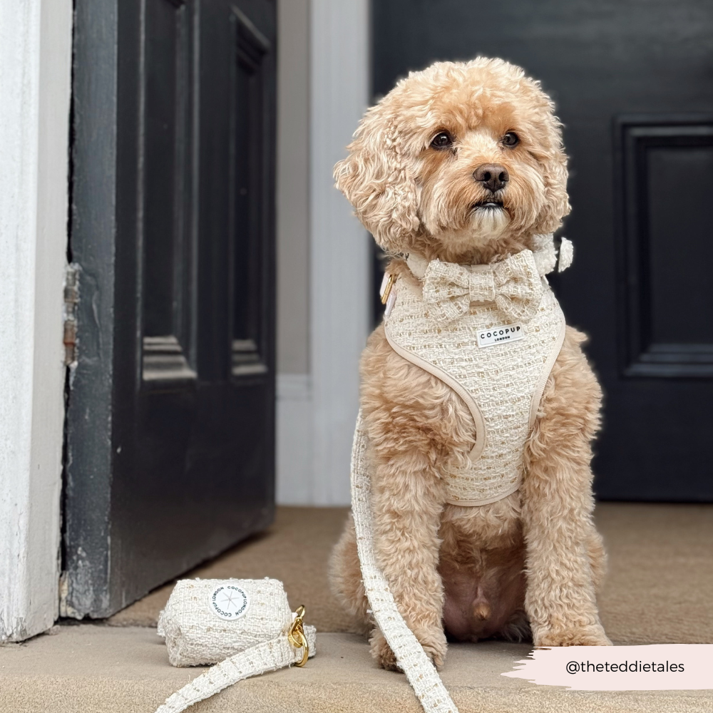 Tweed Leiband Vanille - Cocopup London – Leiband van Cocopup London | Hondenboetiek (afbeelding 3)