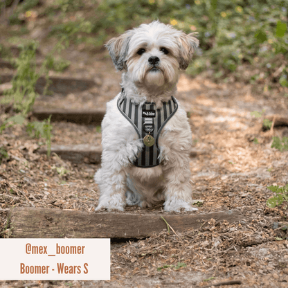 Harnas Stripy Stripes