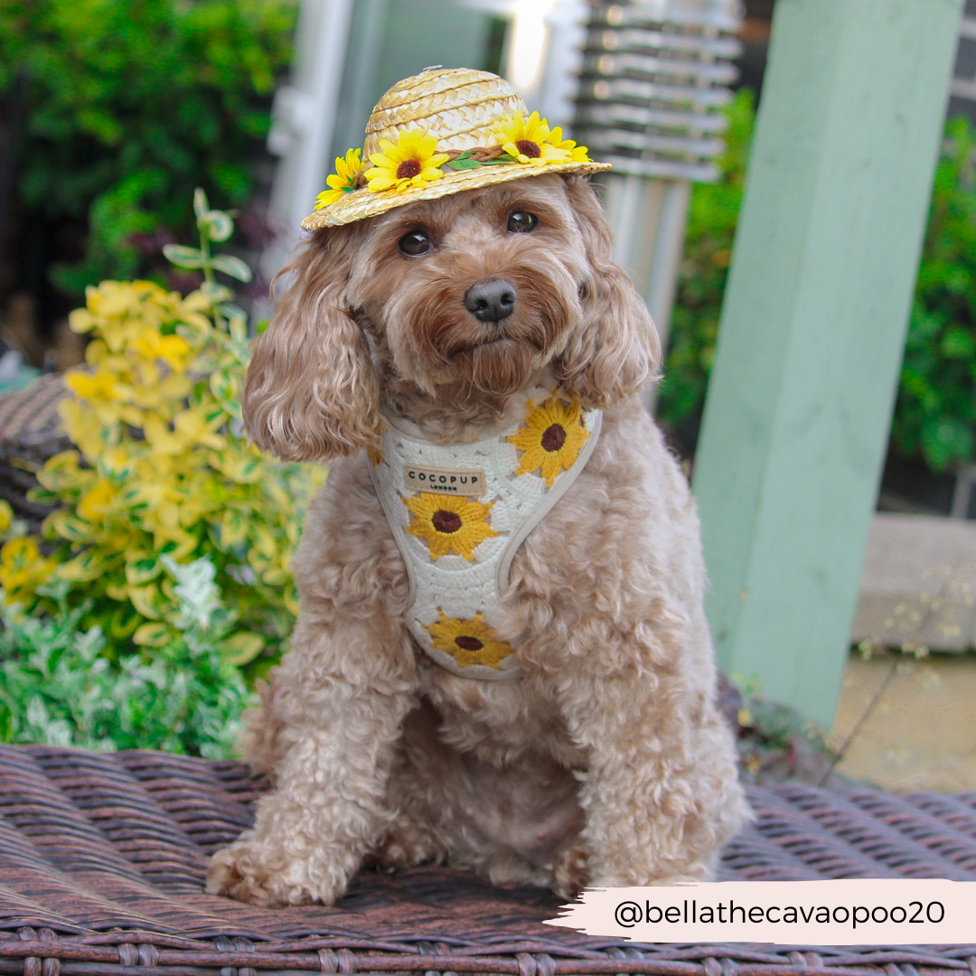 Sunflower Patch Harnas - Cocopup London