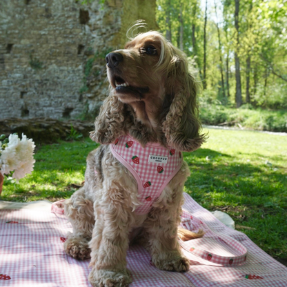 Aardbeien Picknick Harnas - Cocopup London