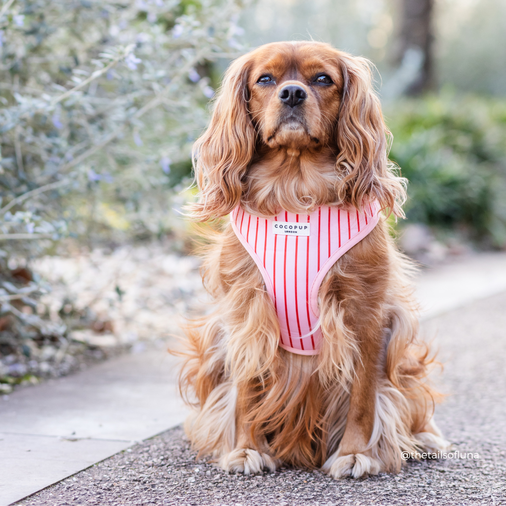Candy Stripe Harnas – Harnas van Cocopup London | Hondenboetiek (afbeelding 8)