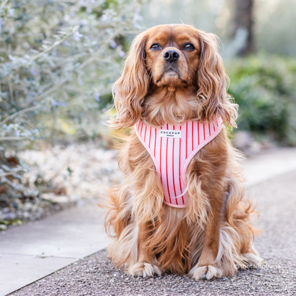 Candy Stripe Harnas – Harnas van Cocopup London | Hondenboetiek (afbeelding 8)