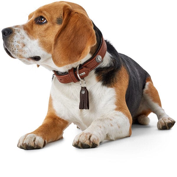 Leren Halsband Cody - Cognac – Halsband van Hunter | Hondenboetiek (afbeelding 7)