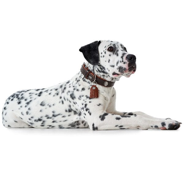 Leren Halsband Cody - Donkerbruin – Halsband van Hunter | Hondenboetiek (afbeelding 2)