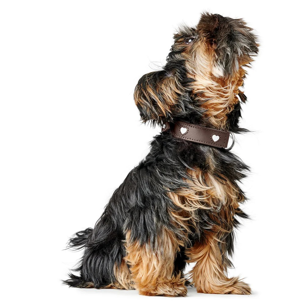 Leren halsband Love - Bruin – Halsband van Hunter | Hondenboetiek (afbeelding 7)