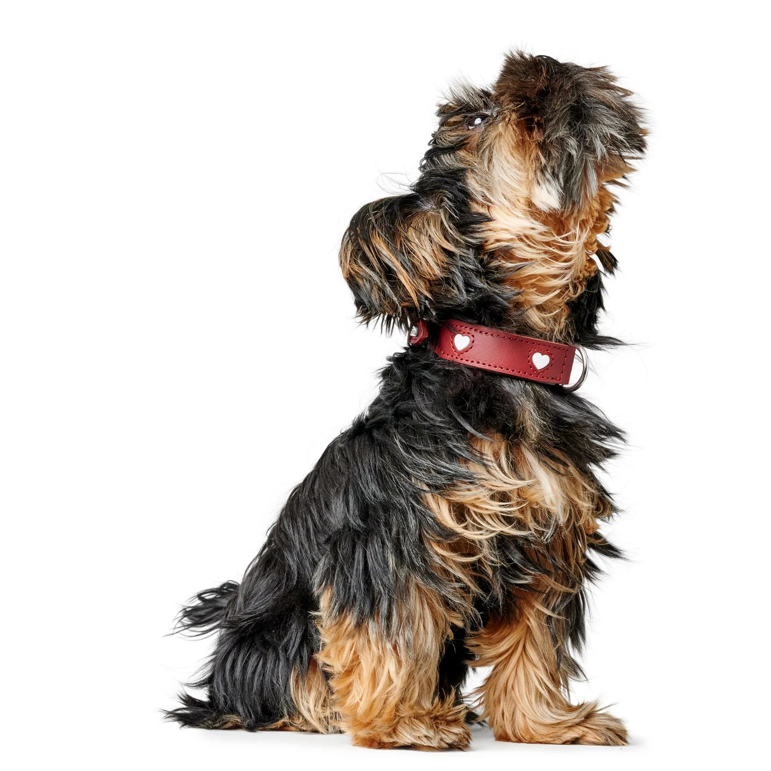 Leren halsband Love - Rood – Halsband van Hunter | Hondenboetiek (afbeelding 7)