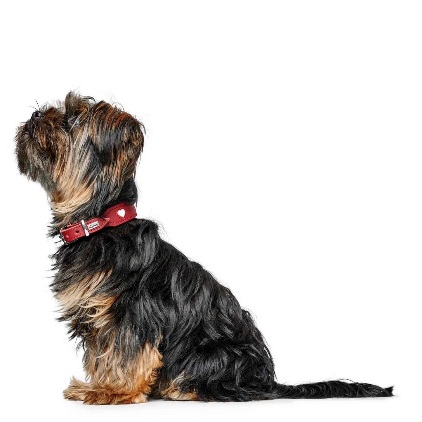 Leren halsband Love - Rood – Halsband van Hunter | Hondenboetiek (afbeelding 8)