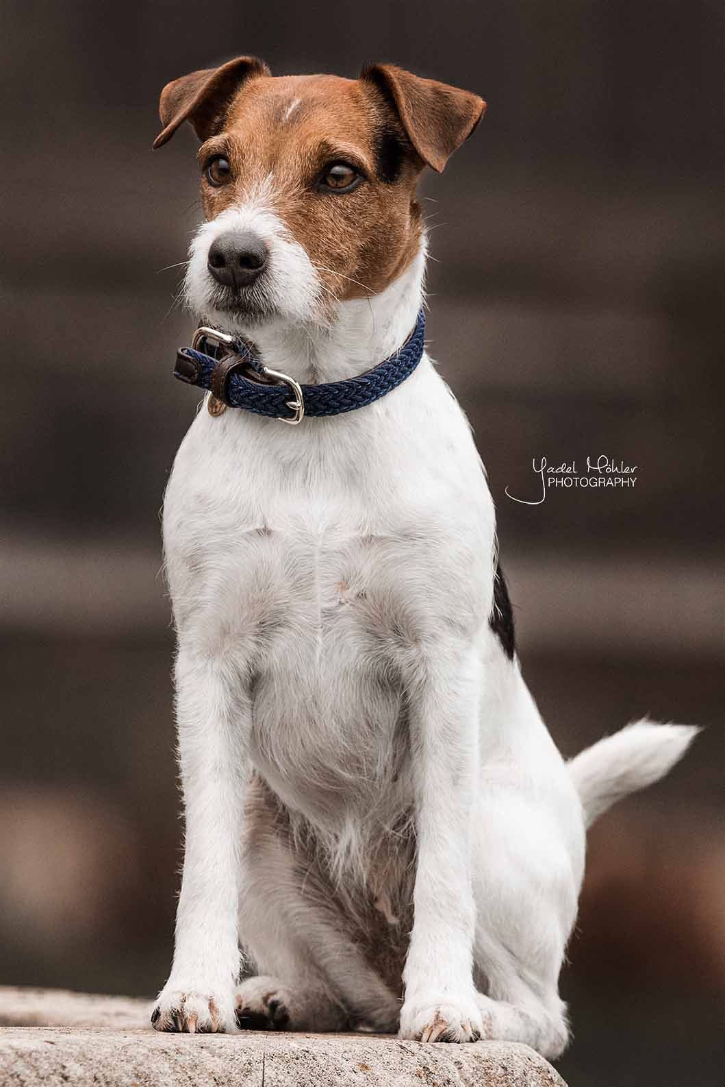 Halsband Gevlochten Nylon - Navy – Halsband van Kentucky Dogwear | Hondenboetiek (afbeelding 6)