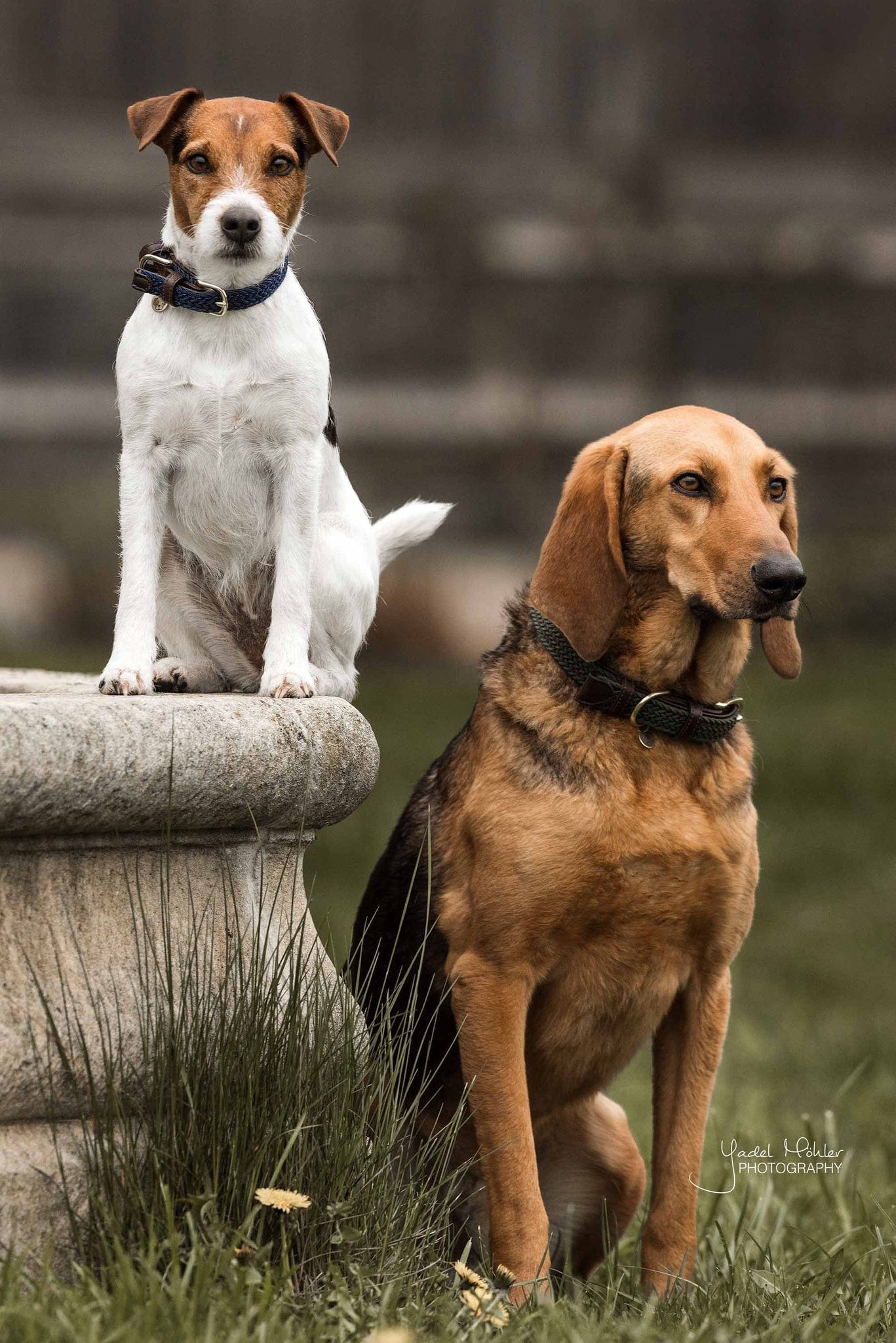 Halsband Gevlochten Nylon - Navy – Halsband van Kentucky Dogwear | Hondenboetiek (afbeelding 7)