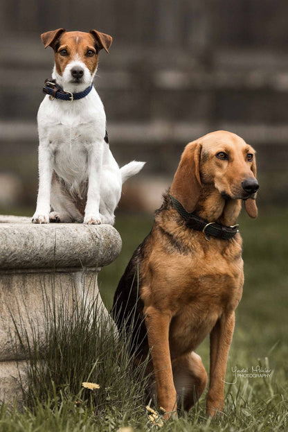 Halsband Gevlochten Nylon - Navy – Halsband van Kentucky Dogwear | Hondenboetiek (afbeelding 7)