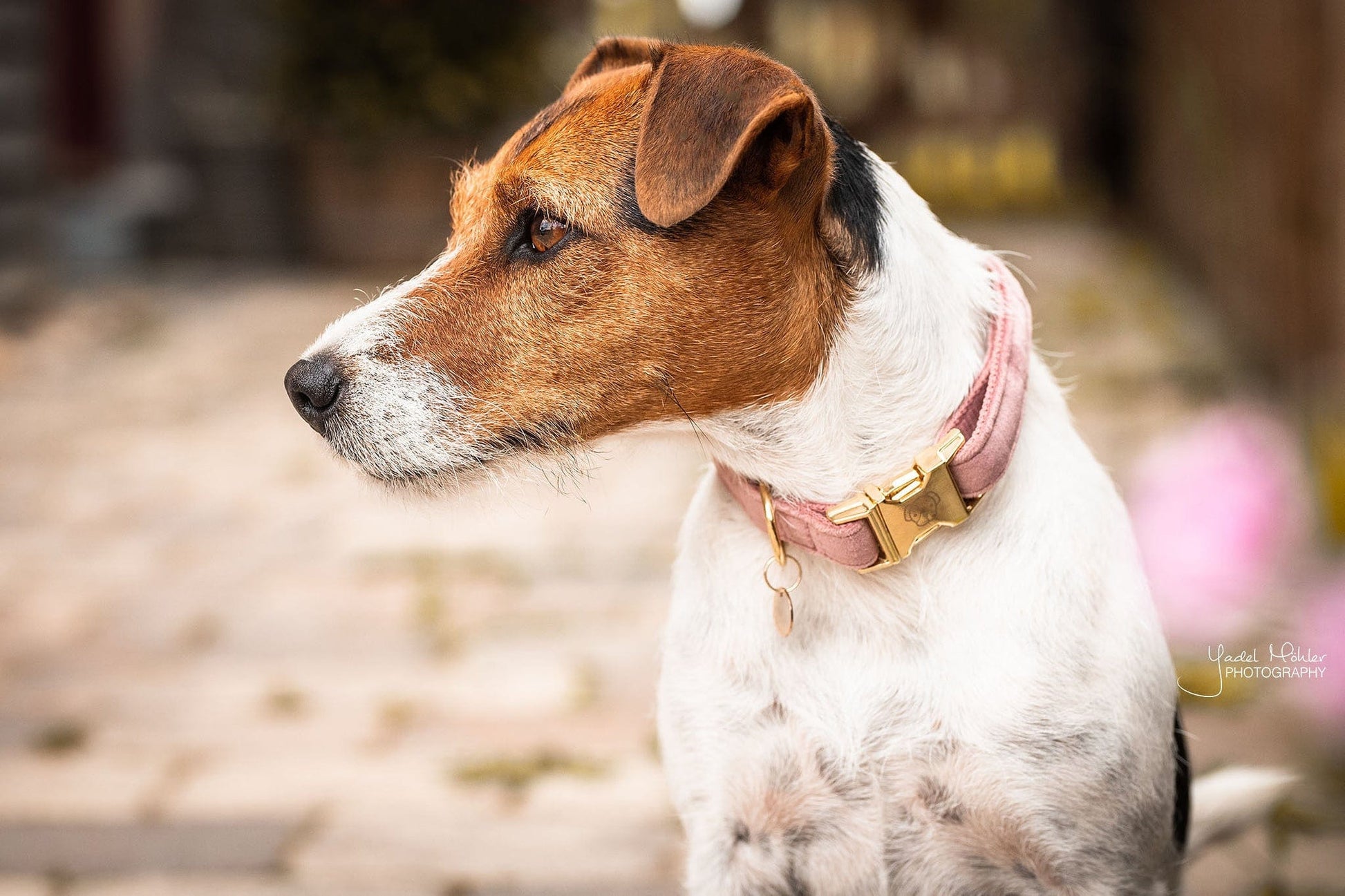 Halsband Velvet - Oud Roze – Halsband van Kentucky Dogwear | Hondenboetiek (afbeelding 5)
