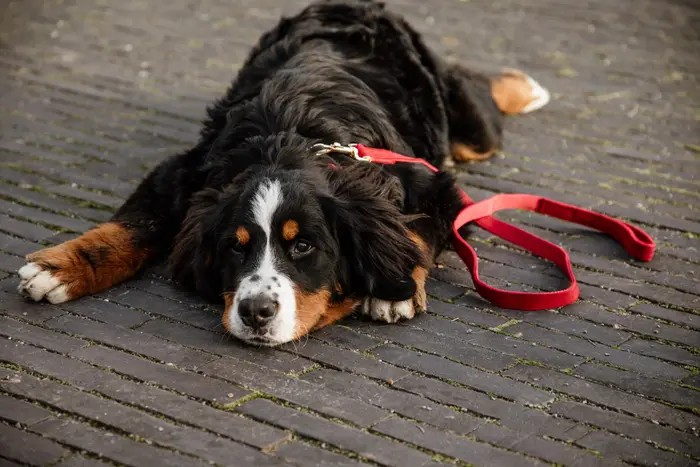 Leiband corduroy rood – Leiband van Kentucky Dogwear | Hondenboetiek (afbeelding 2)