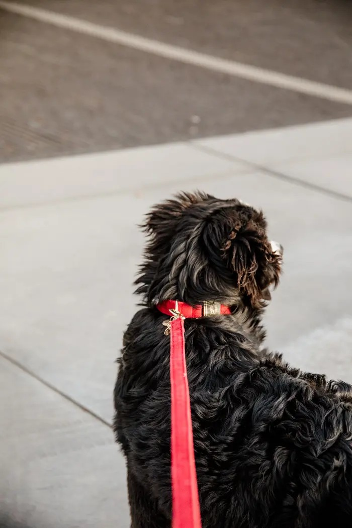 Leiband corduroy rood – Leiband van Kentucky Dogwear | Hondenboetiek (afbeelding 3)