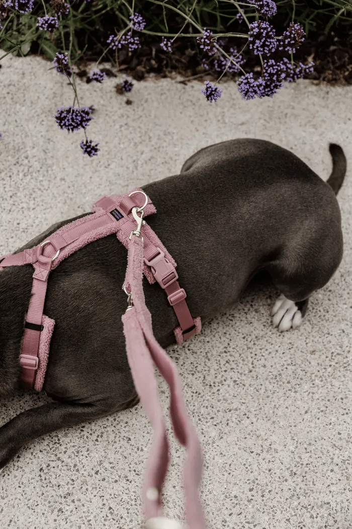 Leiband Teddy - Roze – Leiband van Kentucky Dogwear | Hondenboetiek (afbeelding 3)