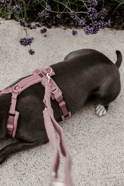 Leiband Teddy - Roze – Leiband van Kentucky Dogwear | Hondenboetiek (afbeelding 3)